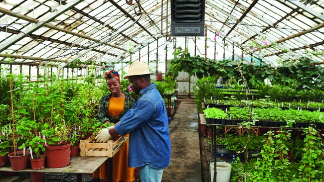 Two farmers planting seedlings together in the greenhouse